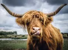 Puzzle Moments: Highland Cattle - image 2 - Click to Zoom