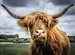 Puzzle Moments: Highland Cattle Jigsaw Puzzles;Adult Puzzles - Thumbnail 2 - Ravensburger